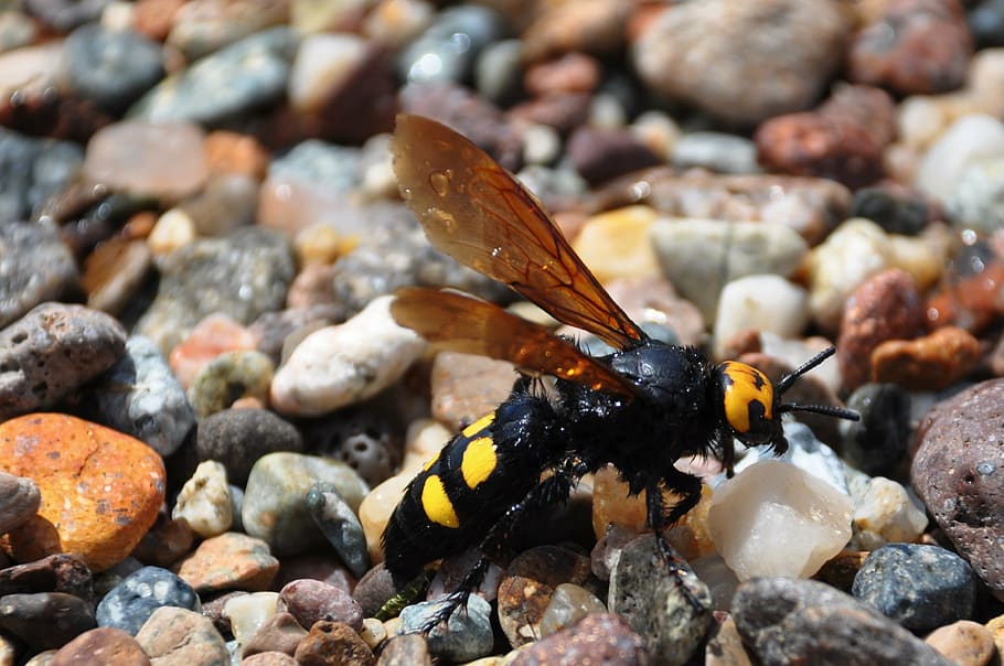 insect, bee, wasp, nature, macro, hornet, invertebrate, animal wildlife HD wallpaper