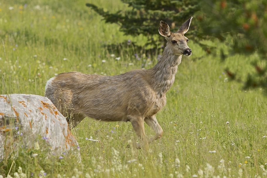 deer, mountains, alberta, nature, animal, wildlife, park, mammal HD wallpaper