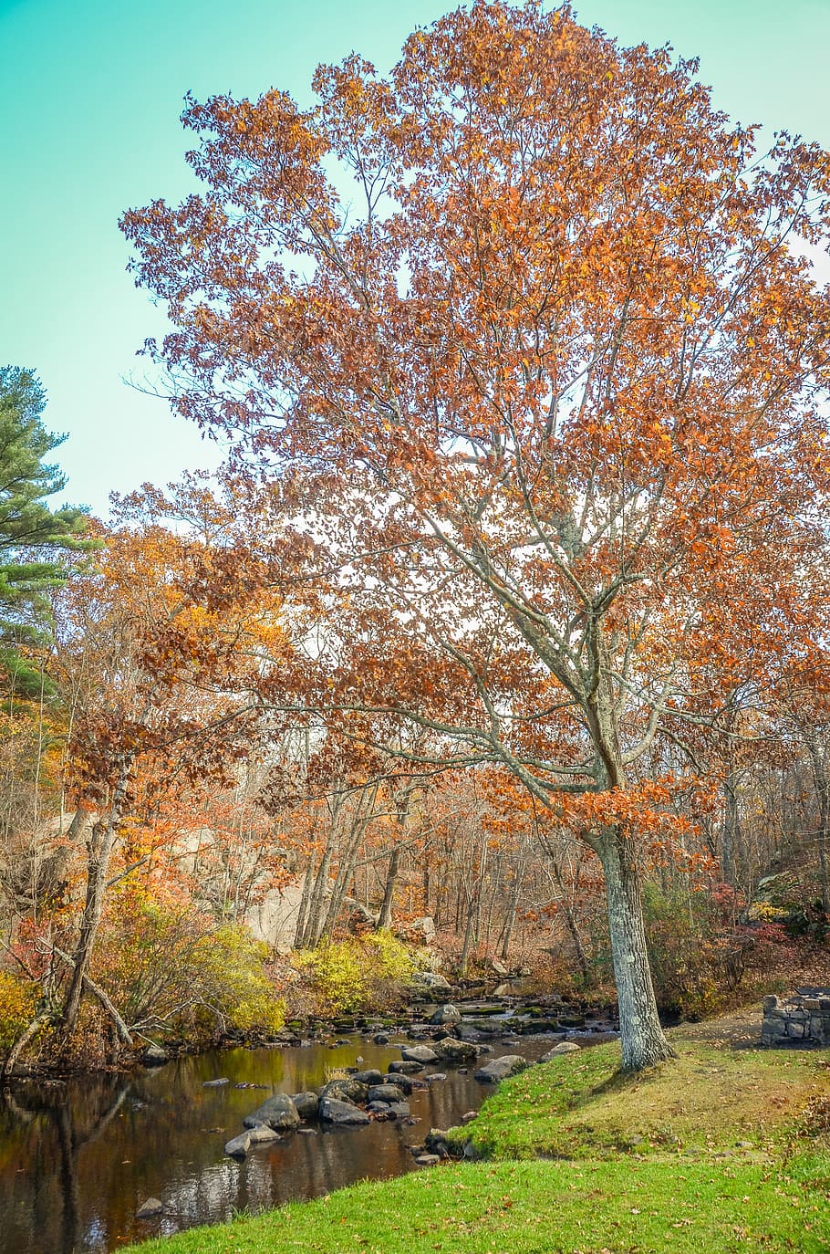 fall, autumn, park, nature, tree, leaves, season, yellow, leaf HD wallpaper