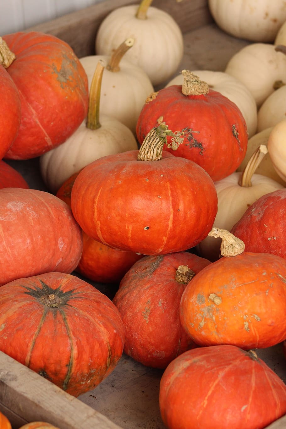 pumpkins, fall, harvest, food and drink, healthy eating, wellbeing HD wallpaper