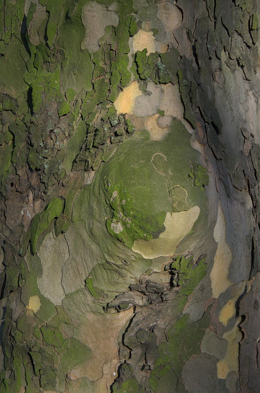 tree bark, tribe, nature, landscape, pattern, structure, day HD wallpaper