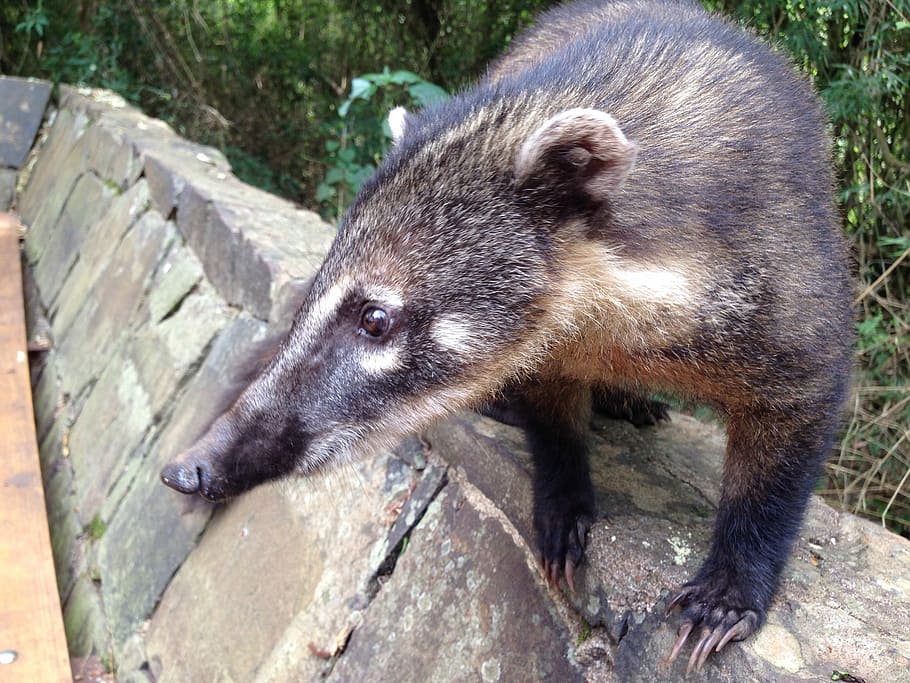 Coati, Bear, Predator, Creature, Zoo, tropics, animal, snout HD wallpaper
