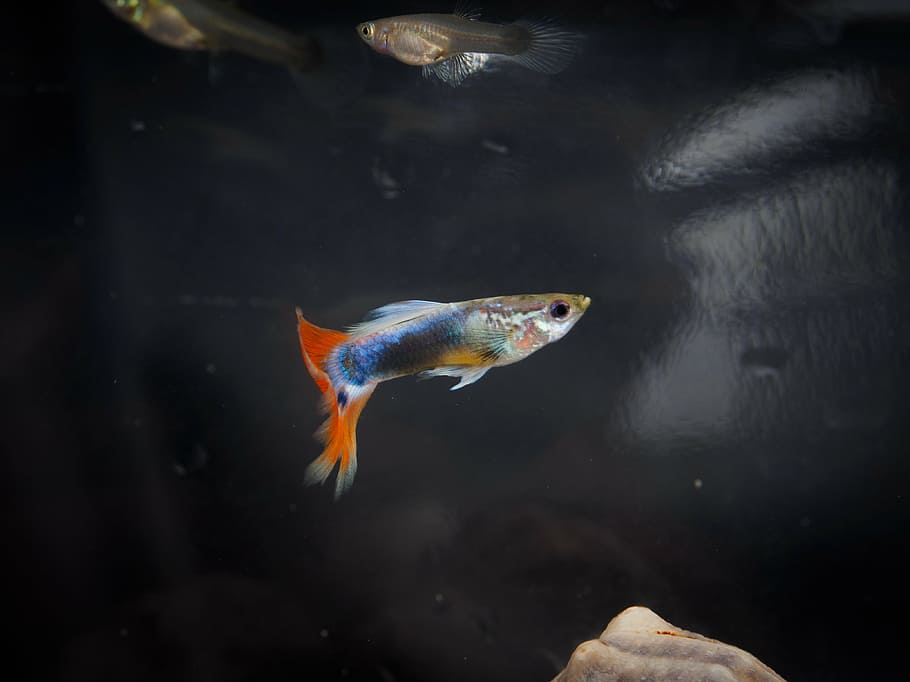 fish, tropical fish, goofy, vertebrate, animal, animal themes HD wallpaper