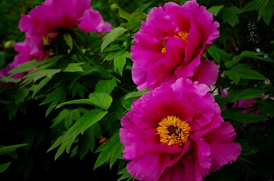 peony, country color, flowering plant, fragility, vulnerability HD wallpaper