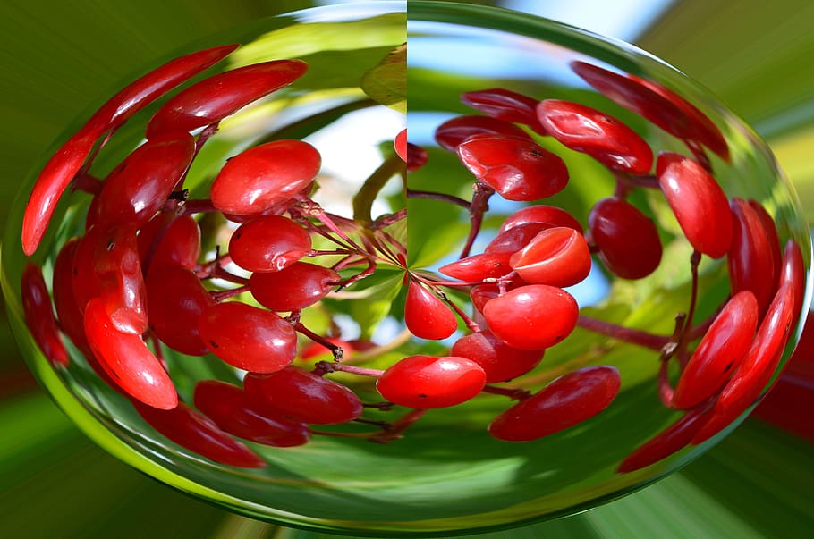 cherries, fruit, garden, red, tree, fruit tree, fruits, healthy eating HD wallpaper