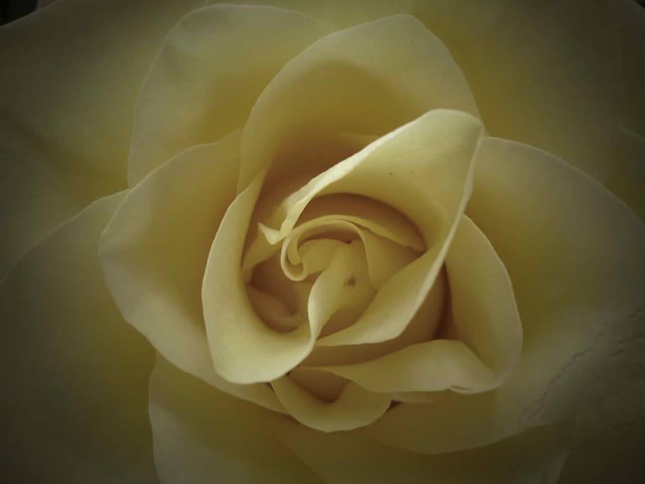 yellow petaled flower, Blossom, Bloom, White, rose, nature HD wallpaper