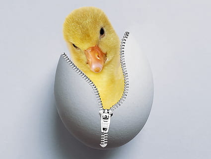yellow ducking with zip-up egg shell, chicks, eggshell, hatched HD wallpaper
