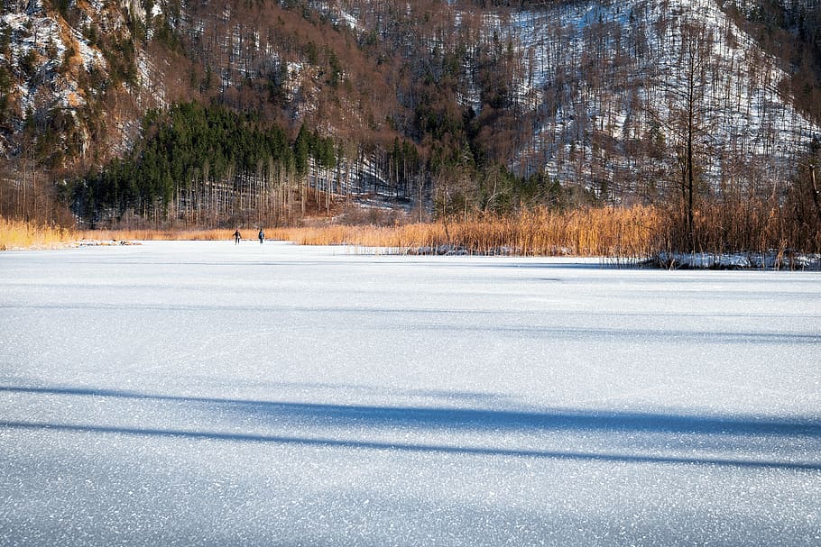 winter, snow, tree, nature, cold, landscape, frozen, ice, skating HD wallpaper