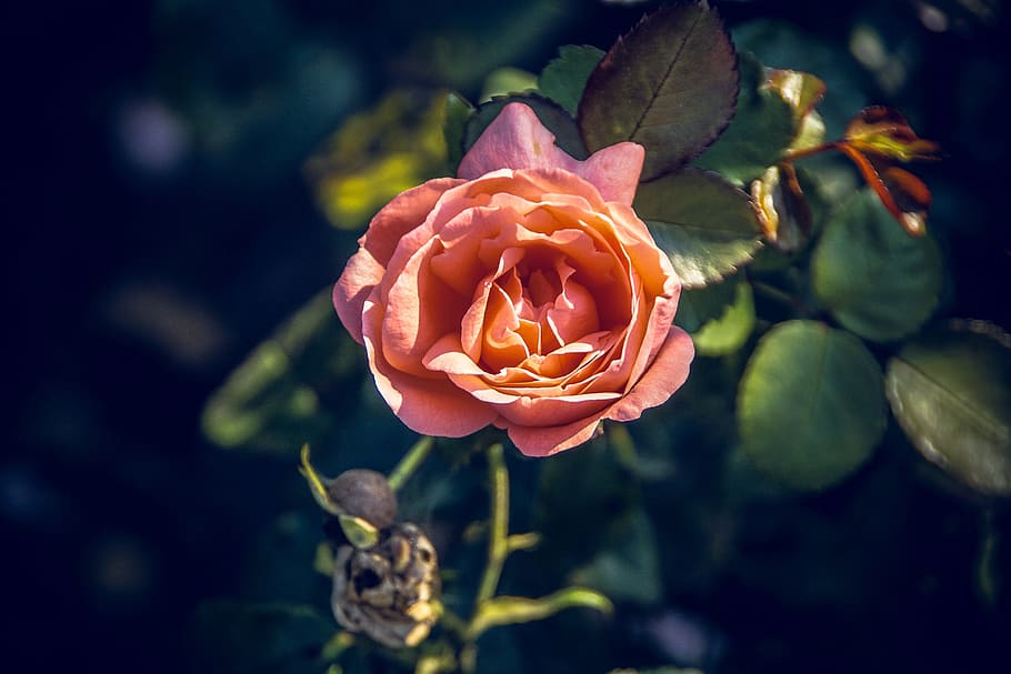 rose, blossom, bloom, close, rosaceae, velvet, flower stalk HD wallpaper