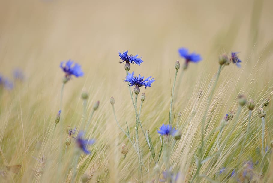 selective focus photograph of blue flower, cornflower, go, flowering plant HD wallpaper