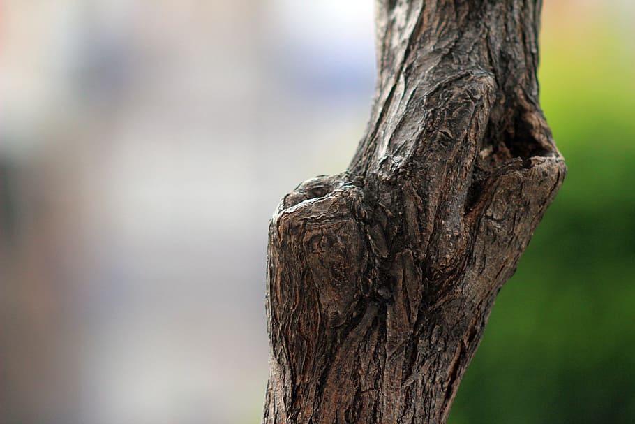 tree, tree texture, pattern, nature, wood, natural, wooden HD wallpaper