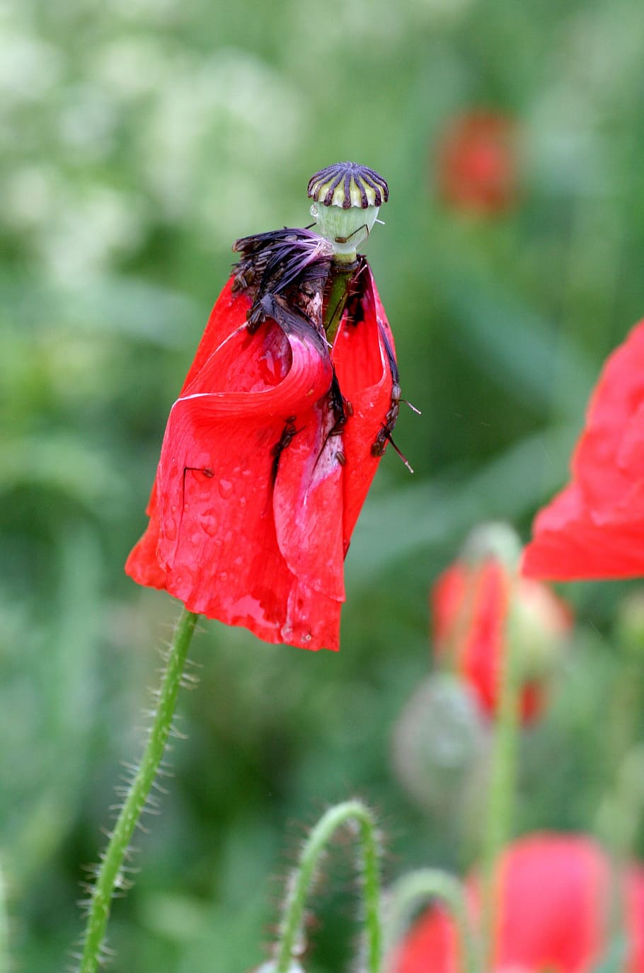 flowers, poppy, red, fields, spring, animal themes, flowering plant HD wallpaper