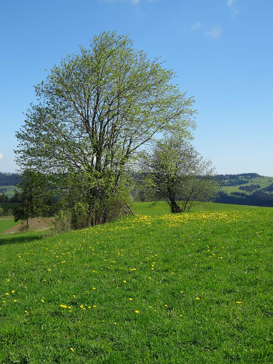 tree, meadow, spring, landscape, poland, polyana, green, nature HD wallpaper