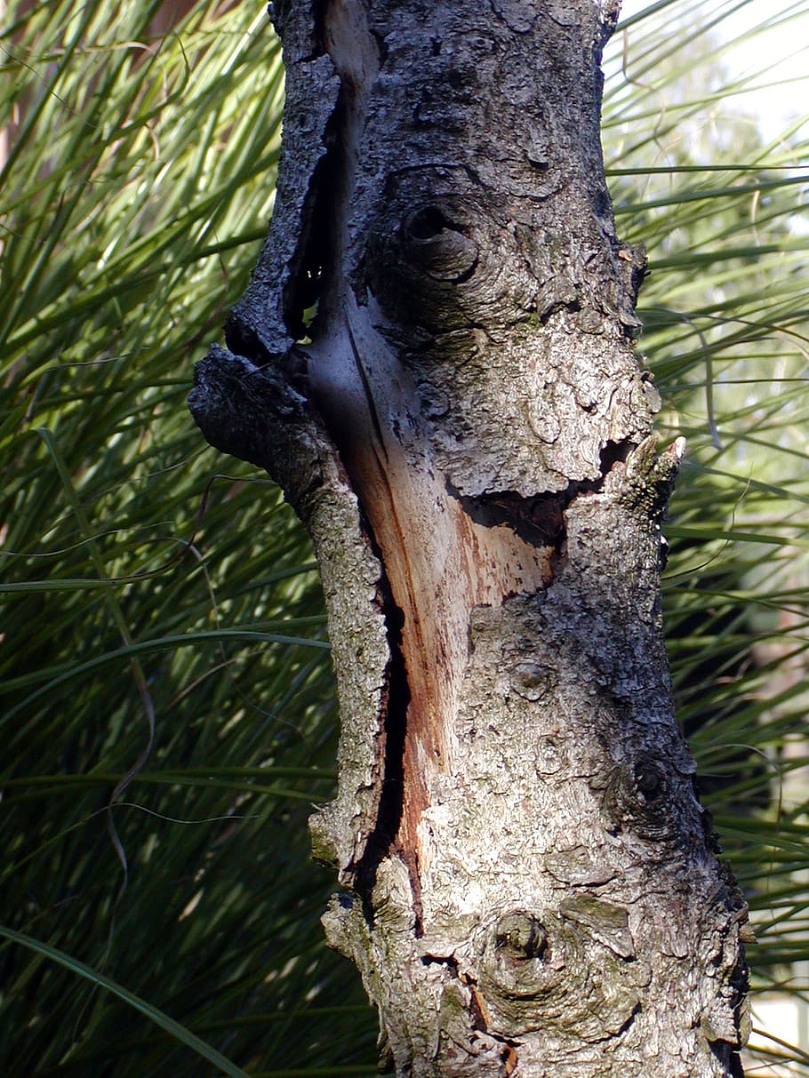 tree, old, bark, strain, wood, plant, tree trunk, nature, close-up HD wallpaper
