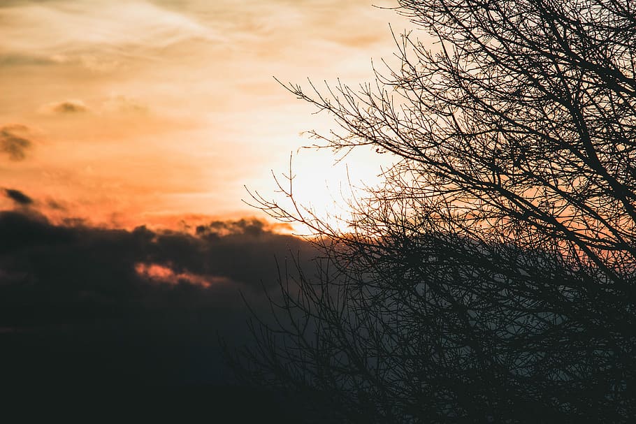 silhouette of trees, silhouette of bare tree under orange skies HD wallpaper
