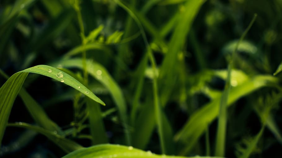 leaf, dew, trickle, shaggy, herb, green, water, plants, spring HD wallpaper