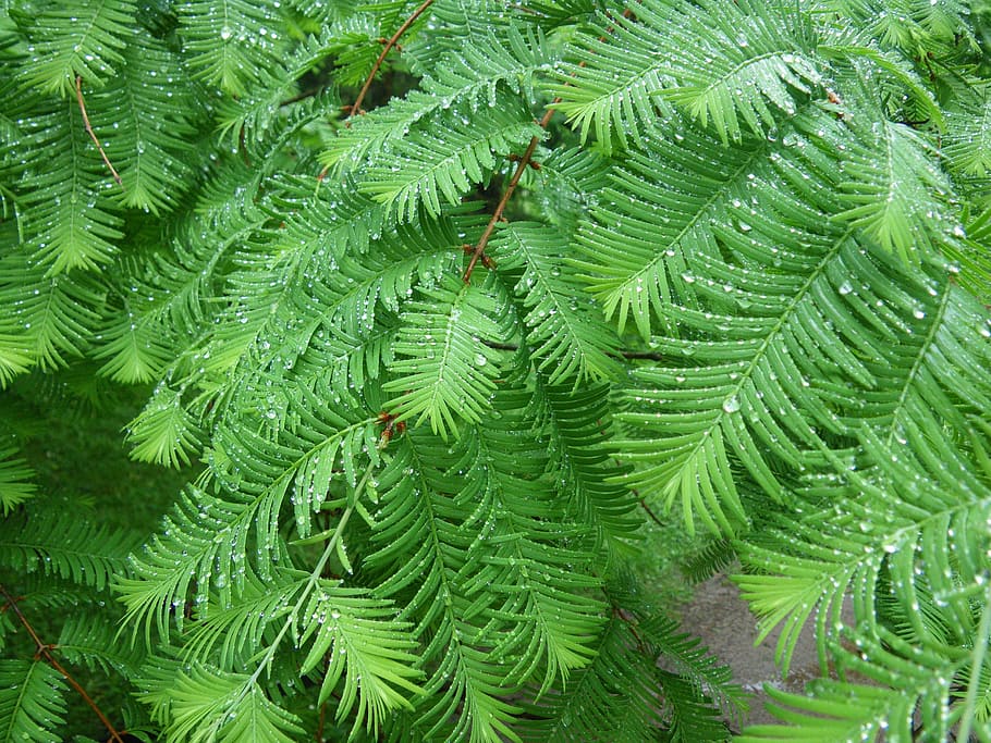 fern, green, nature, green color, growth, plant, leaf, plant part HD wallpaper