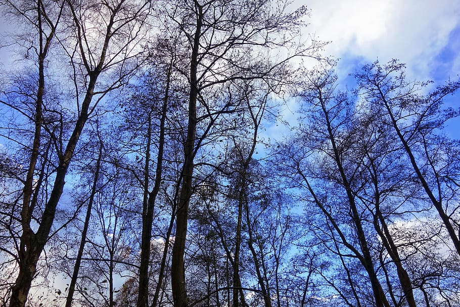 photo of brown tree under white and blue sky, trees, tree tops HD wallpaper