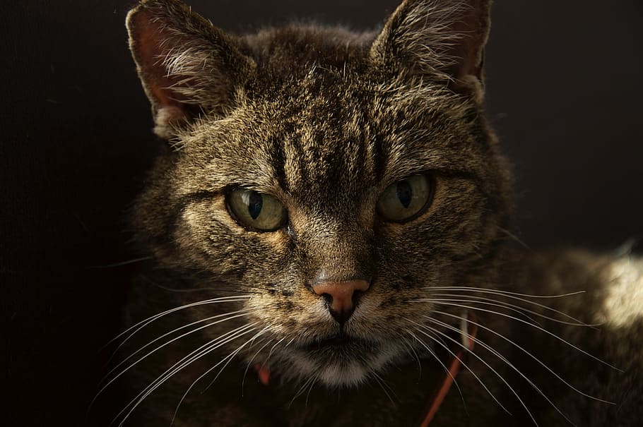 cat, calm, look, whiskers, domestic cat, one animal, feline HD wallpaper