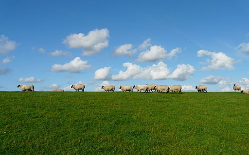 herd of sheep under cloudy sky, Field, agriculture, farm, nature HD wallpaper