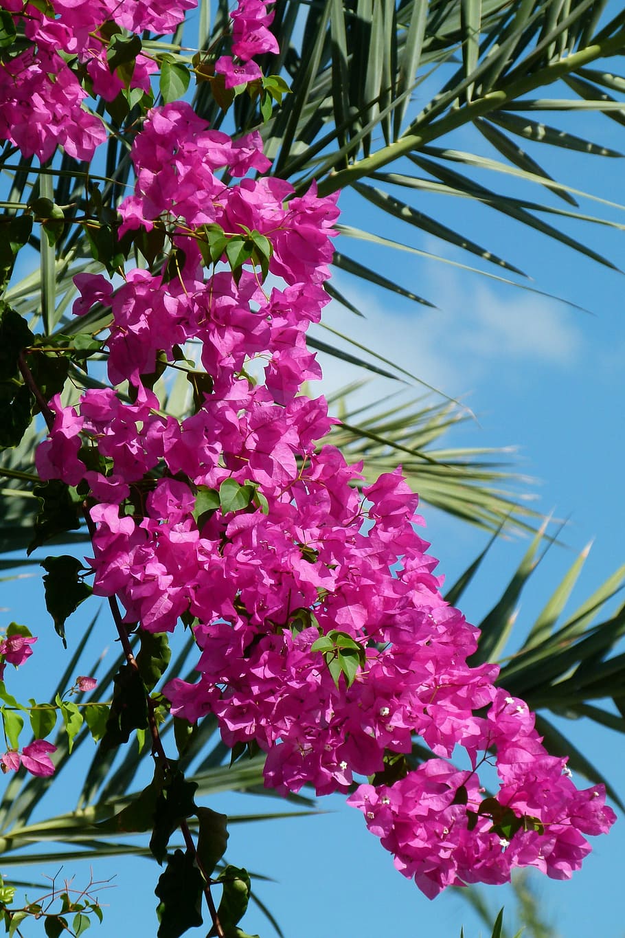flowers, red, sky, beautiful, nature, flora, summer, flowering plant HD wallpaper
