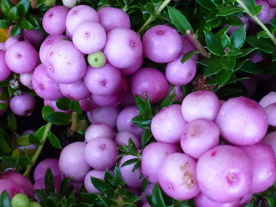 fruits, white, purple, schöner, sight, potted plant, culture HD wallpaper