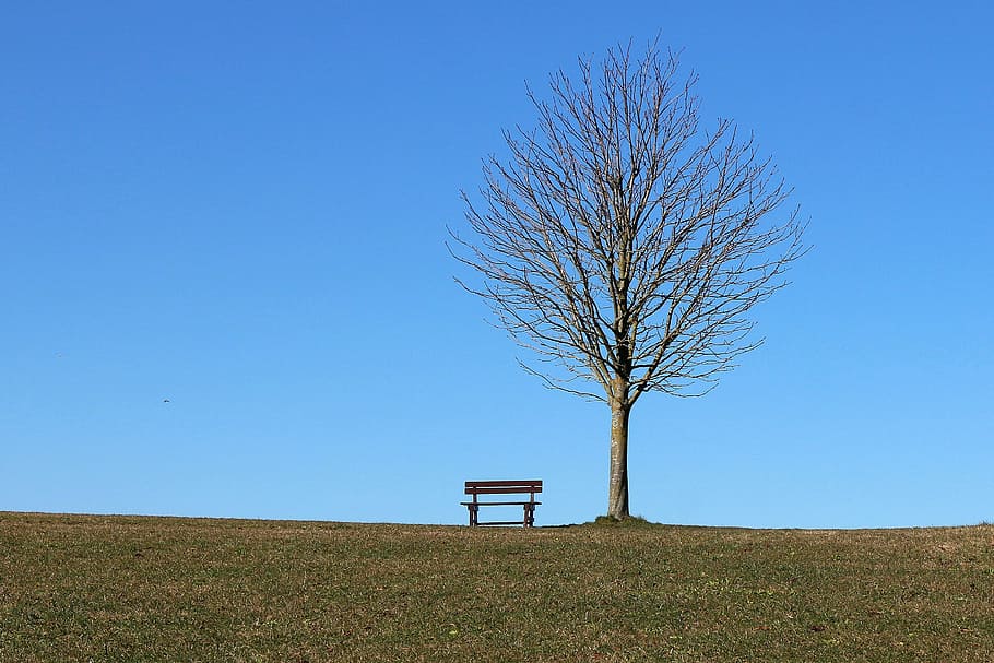 green tree with brown bench on green grass, seat, sky, blue HD wallpaper