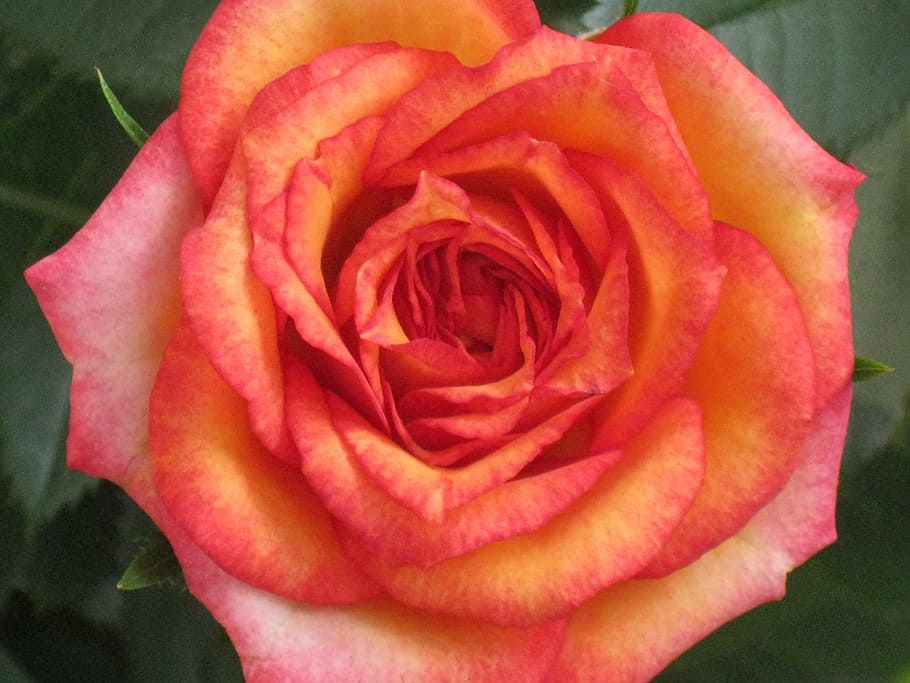orange, rose, flower, bloom, fragrance, beauty, blossom, nature HD wallpaper
