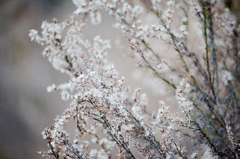 selective focus photography of white cluster flowers, selective focus photography of white flower HD wallpaper