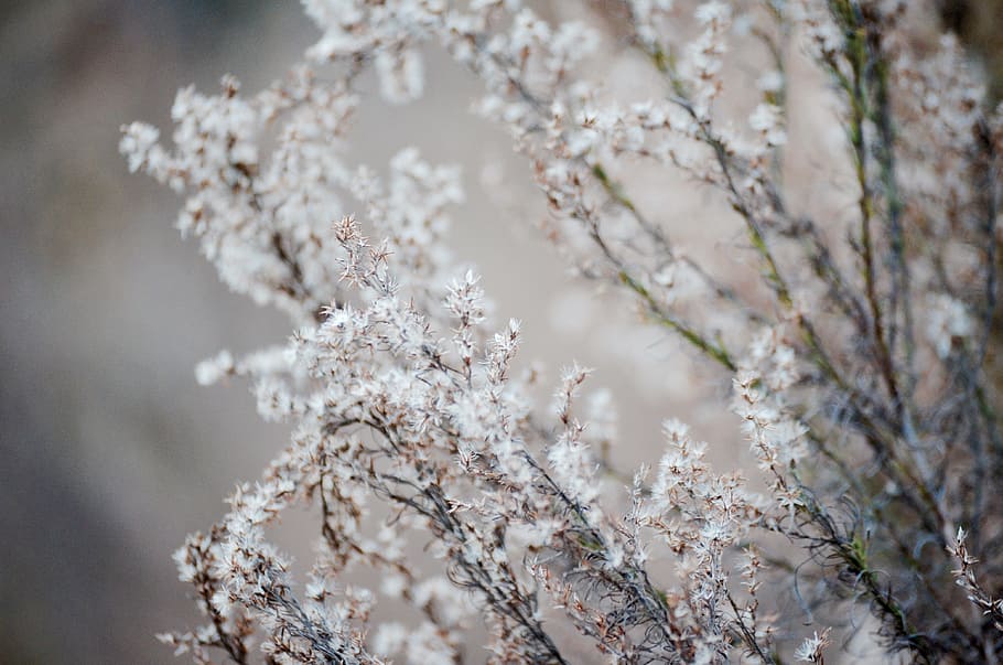 selective focus photography of white cluster flowers, selective focus photography of white flower HD wallpaper