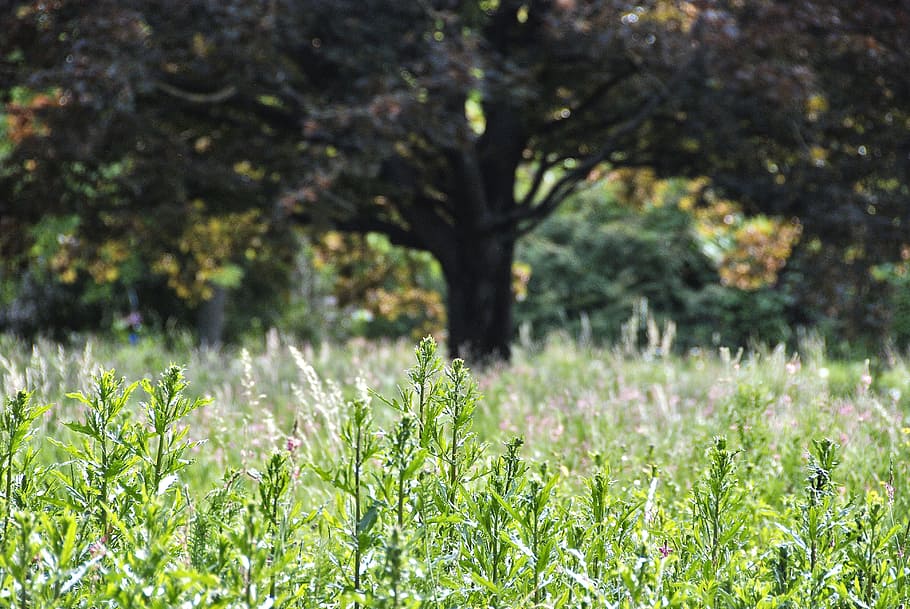 nature, tree, meadow, old tree, landscape, plant, growth, green color HD wallpaper