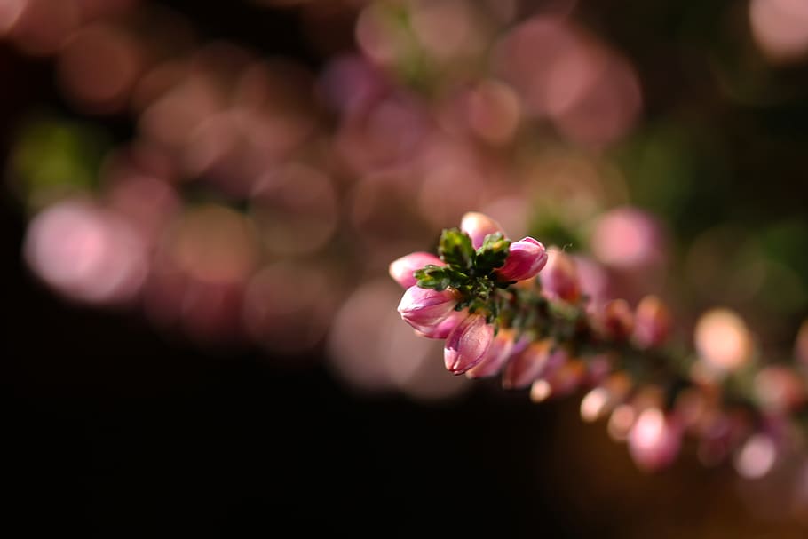 heather, macro, garden, flower, flowering plant, freshness HD wallpaper