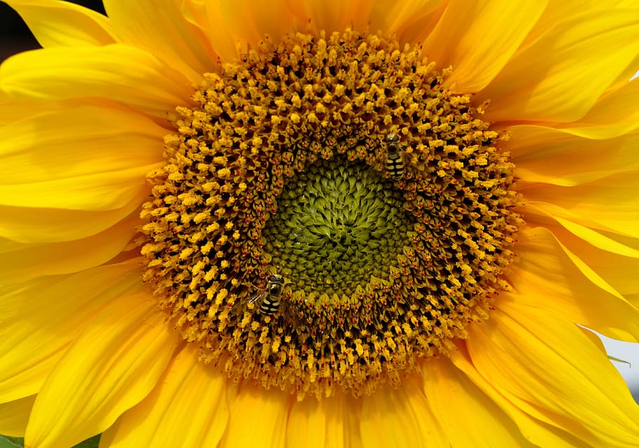Sun Flower, Close, Insect, Pollen, yellow, summer, petal, fragility HD wallpaper