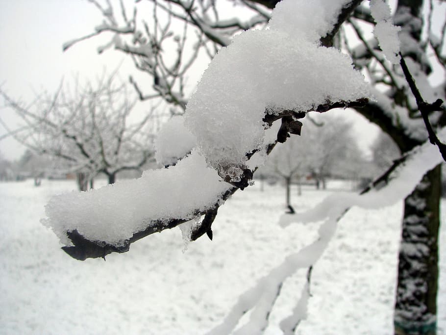 winter, snow, wintry, white, trees, nature, cold, snowy, winter cold HD wallpaper