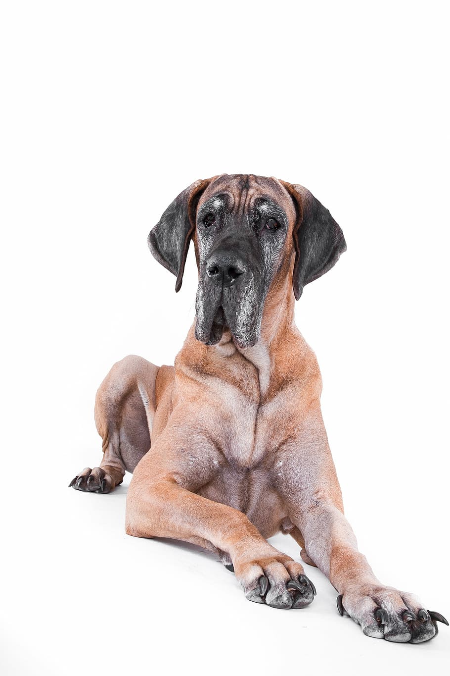 adult great dane, dog, lying, old, yellow, white, pets, animal HD wallpaper