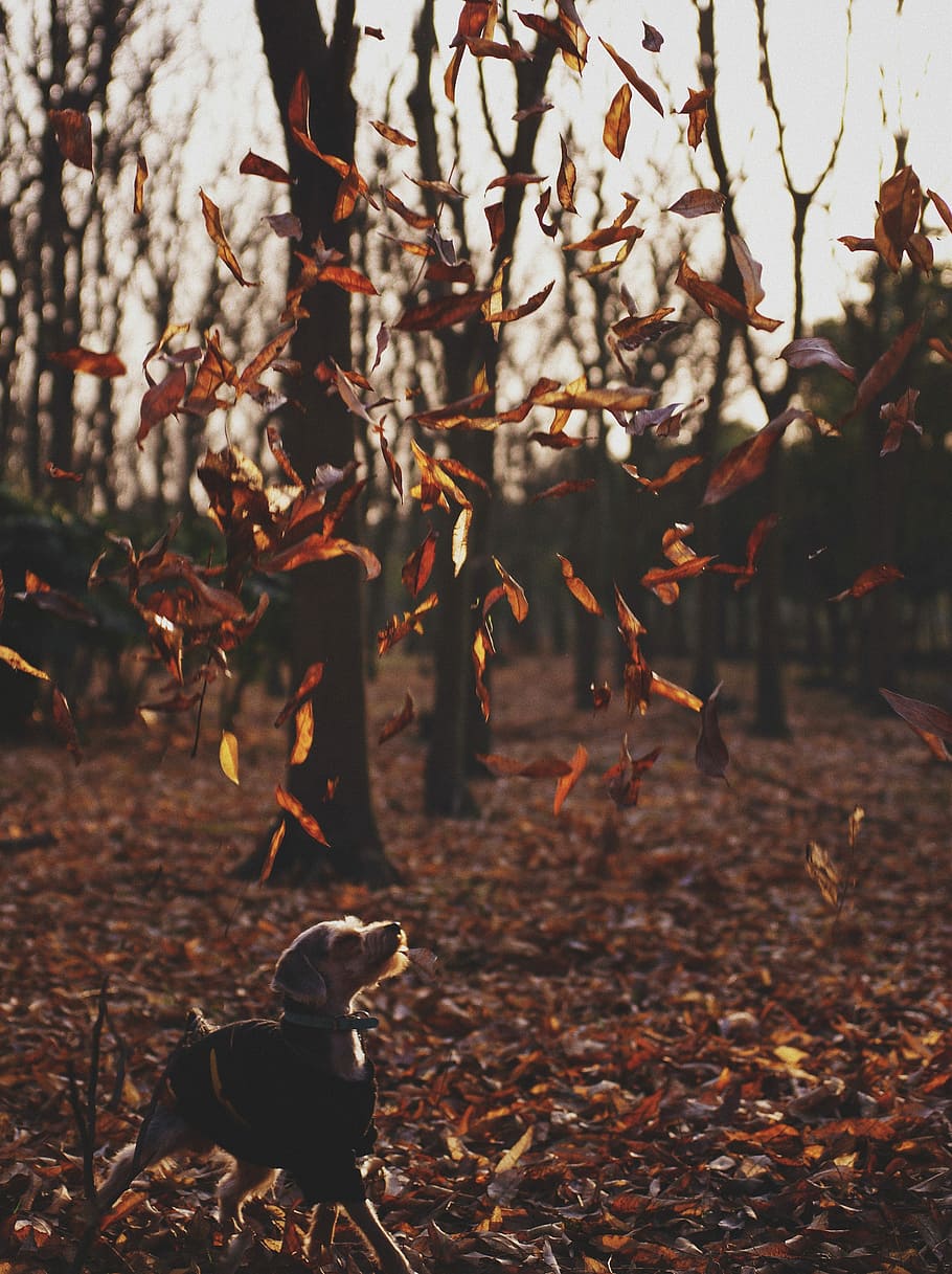 dog playing with leaves, wire-haired fawn and blue dog stands under brown falling leaves at daytime HD wallpaper