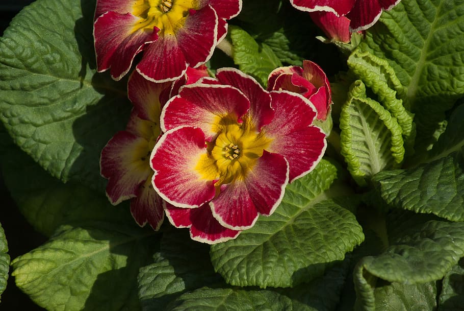 primroses, spring, flowers, flowering, freshness, plant part HD wallpaper
