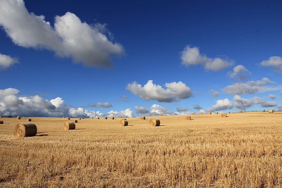 brown wheat filed, clouds, countryside, crop, farm, farmland HD wallpaper