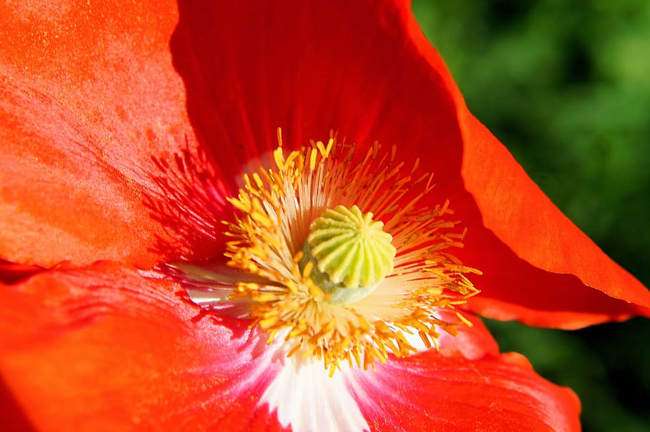 poppy, blossom, bloom, section, colorful, gorgeous, nature HD wallpaper