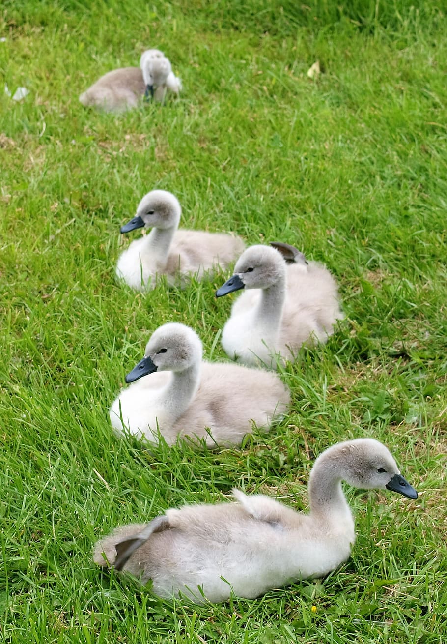 ducks, swans, birds, animals, group of animals, animal themes HD wallpaper