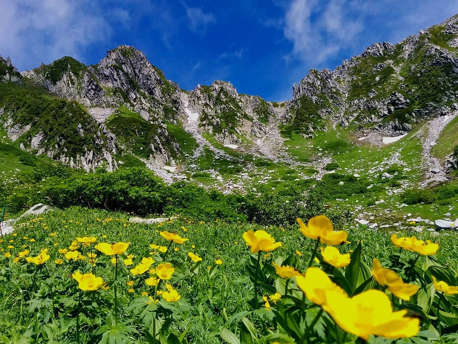 alps, alpine plant, mountain, flowering plant, beauty in nature HD wallpaper