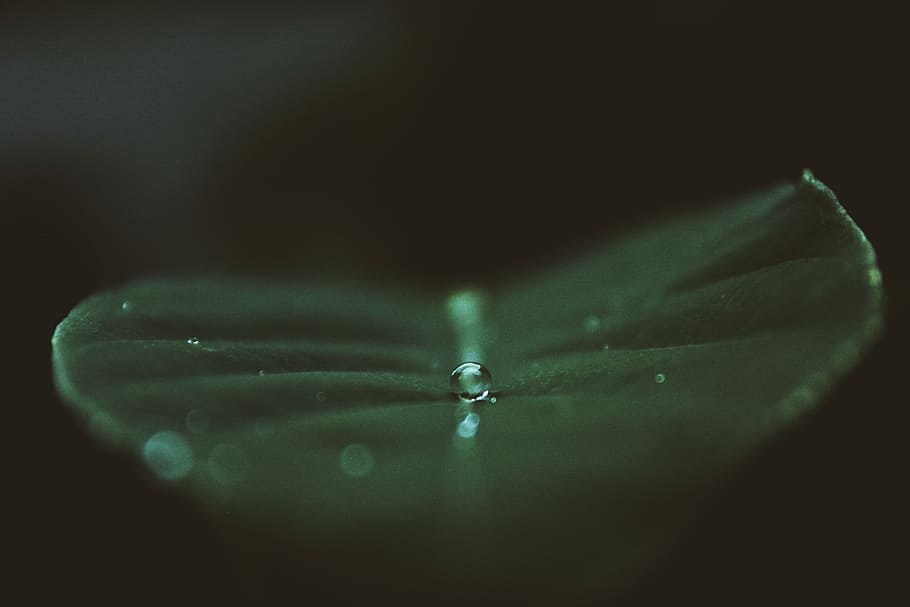 green leaf with water drop, tilt shift lens photography of water droplet HD wallpaper