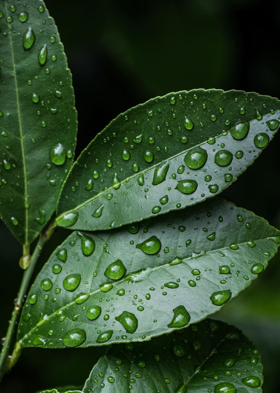 Trends For Nature Water Droplets Wallpaper pictures