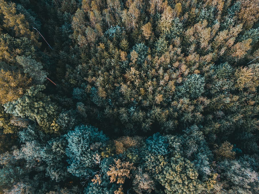 high angle photography of green and brown trees, aerial view photography of forest HD wallpaper