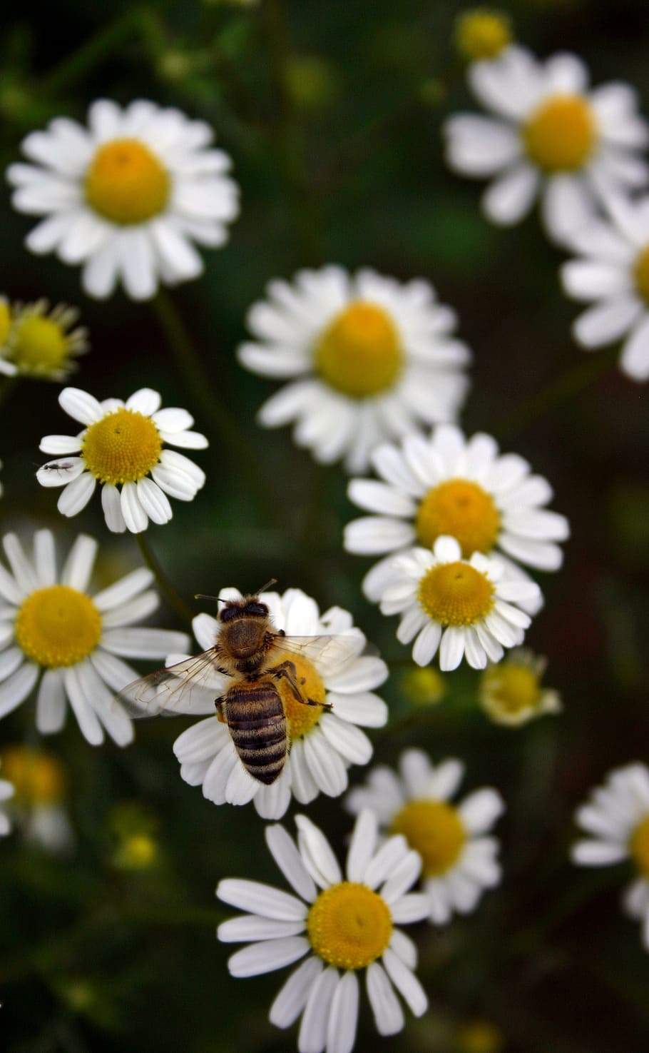 bee, honey bee, pollen, insect, close, blossom, bloom, flower, HD wallpaper