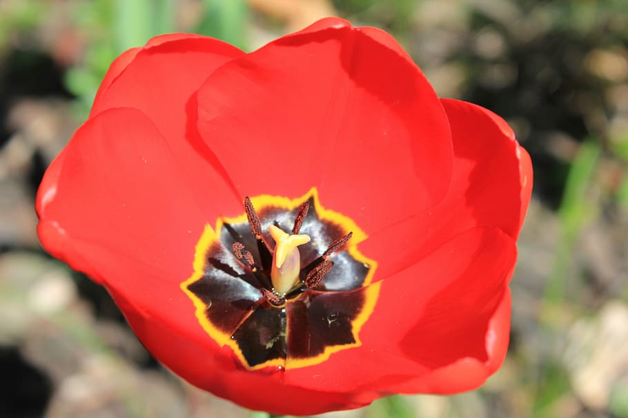 tulip, tulips, flower, spring, nature, flowering plant, petal HD wallpaper