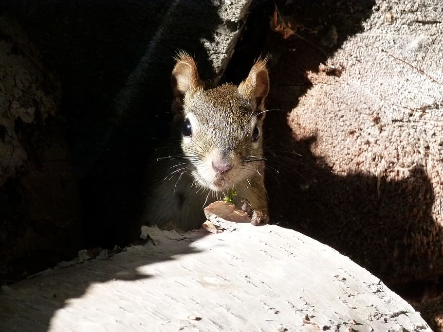 squirrel, sciuridaeanimal, ground squirrel, nature, wildlife HD wallpaper