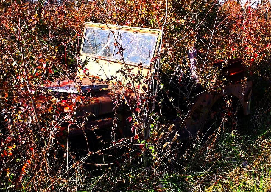 jeep-old-weeds-vehicle.jpg