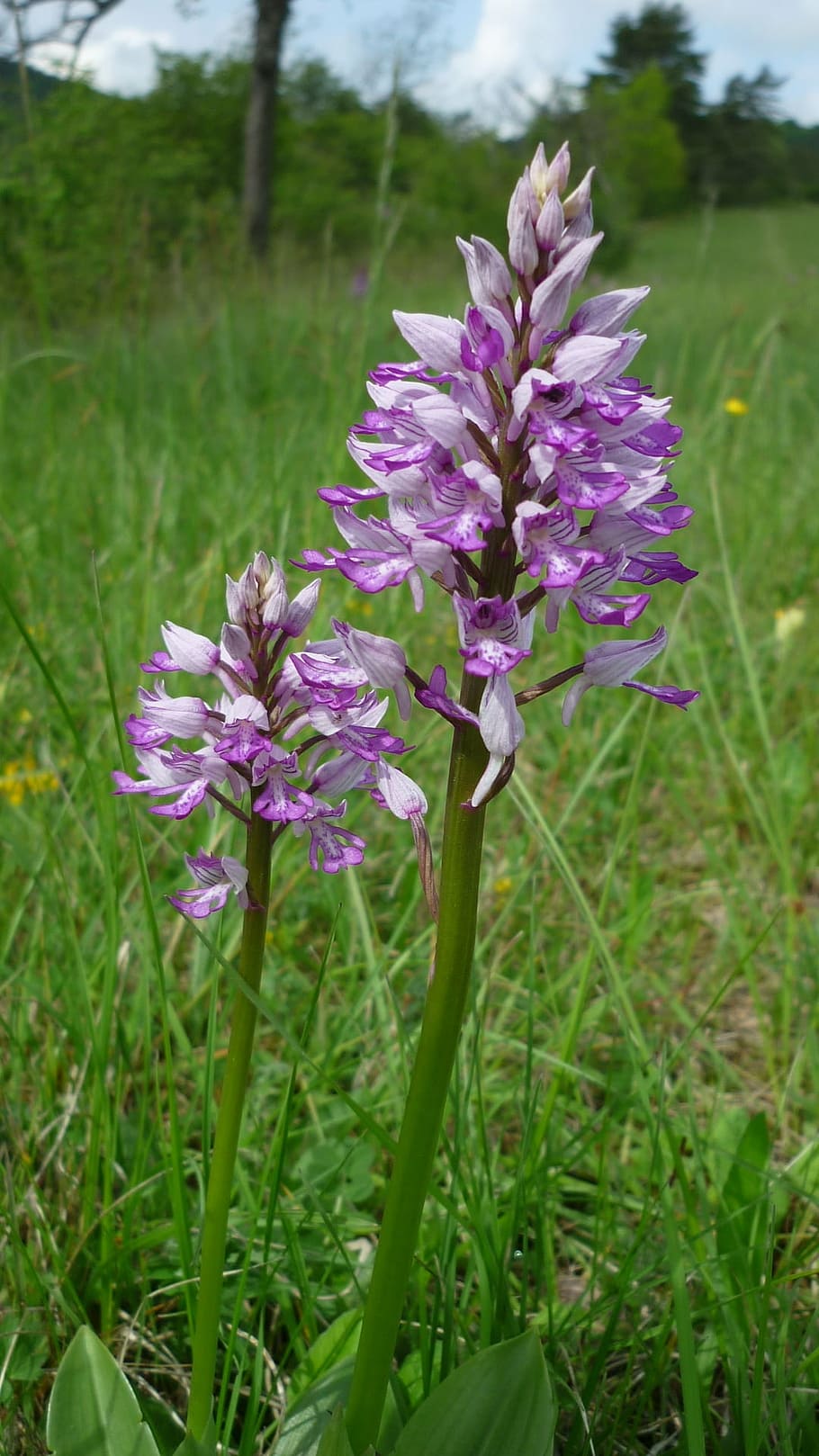 military orchid, german orchid, mountainside, protected, long flower-spike, HD wallpaper