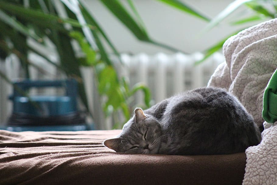 gray cat laying on brown mattress, British Shorthair Cat, Sleeping, HD wallpaper